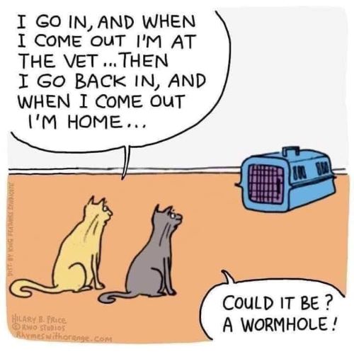 cat goes to vet.jpg